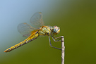 Sympetrum fonscolombii